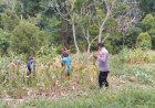 Bhabinkamtibmas Dorong Ketahanan Pangan Nasional, Sambangi Petani Jagung di Desa Pameutingan