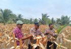 Polsek Cikalong Panen 4 Kuintal Jagung Dukung Ketahanan Pangan