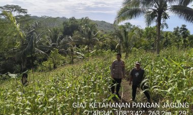 BHABINKAMTIBMAS POLSEK CIPATUJAH SAMBANGI PETANI JAGUNG DI DESA DARAWATI